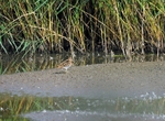 Common Snipe