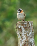 Rufous-collared Sparrow portfolio