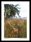 Tatton-6a