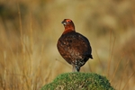 Red Grouse