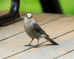 Grey Jay at View Restaurant, Maligne Lake, Canada