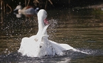Having A Splash!
