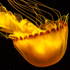 Monterey Aquarium