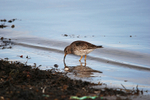 Purple Sandpiper