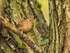 Wren