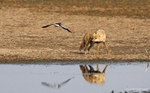 _84Y0958 Amboseli