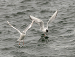 Bonaparte's Gull