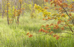 Crane Lake Road Wetlands--June