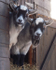 Frear-Goats
