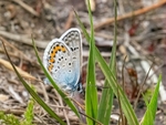 Silver-studded Blue