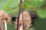 Southern Hawker Dragonfly