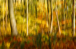 In Camera Movement 3
