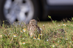 Burrowing Owls close to road, Cape Coral, Florida