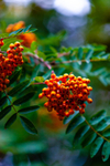 Rowan berries-6302
