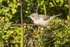 Subalpine Warbler