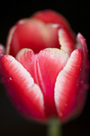 Flower - 1719