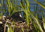 Coot