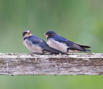 Swallow - Hirundo rustica