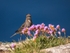 Rock Pipit