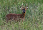 Roe Deer
