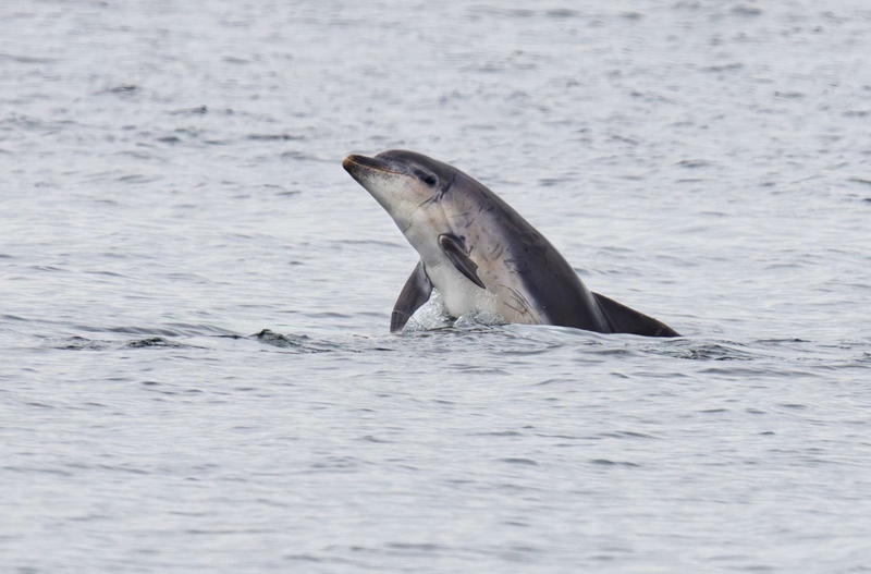 Bottle Nose Dolphin - Kildonan - Isle of Arran