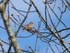 Woodlark
