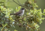 Sardinian Warbler