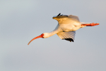 White Ibis