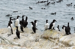 Common Guillemots