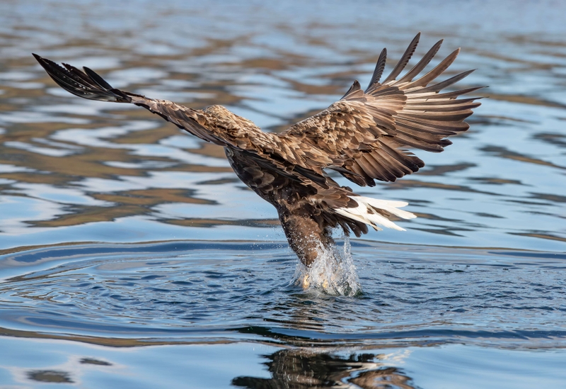 White Tailed Eagle - Isle of Mull - Scotland
