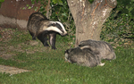 Badger  and young