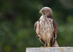 Red-shouldered Hawk