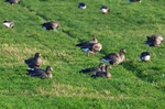 Greater (Russian) White-fronted Goose