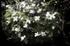 Clematis