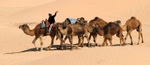 Douz leading camels