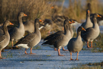 Greylag Goose portfolio