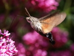 Hummingbird Hawk-moth