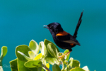 Singing male