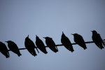 Bird on the wire _ AGT105