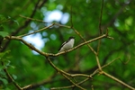 Pied Flycatcher