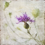 Love in the Mist