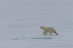 Arctic bear-scape
