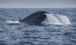Blue Whale Fluke, Pico Island, Azores