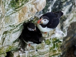 Puffins