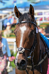 100726-Race 4-Illys Roo-0272