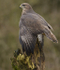 COMMON BUZZARD