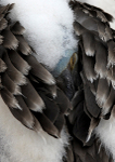 Magnificent Frigatebird chic