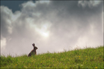 Wild Hare