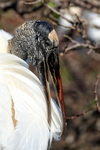 Close view of Wood Stork, Wakodahatchee Wetlands, Florida
