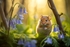 pr003 A Harvest Mouse in a Bluebell Dream